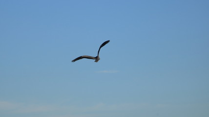 Fototapeta na wymiar seagull flying in the blue sky