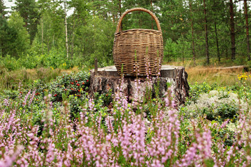 summer background with wicker basket on the forest, weekend leisure, picnic in nature, picking...