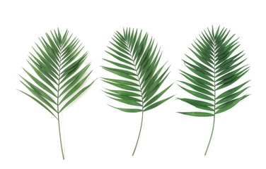 tropical green palm leaves, branches pattern frame on a white background. top view.copy space.abstract.