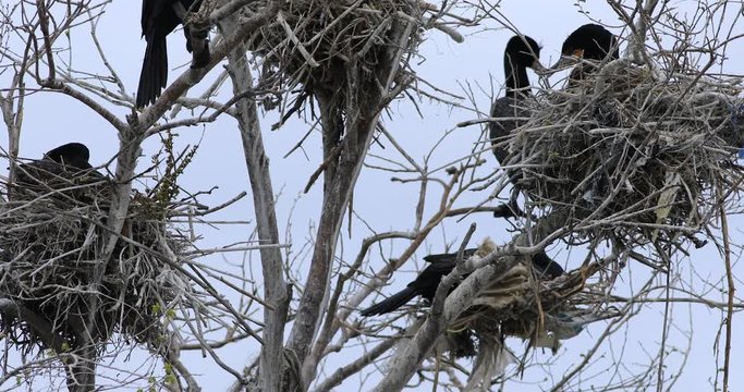 Double-crested Cormorant, Phalacrocorax auritus, nests 4K