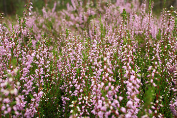 Naklejka premium background with pink flowers on the forest