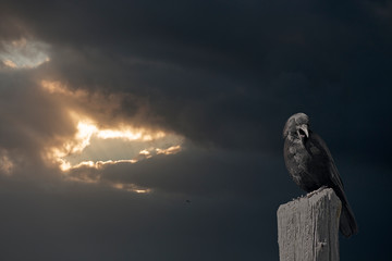 Mysterious crow before night