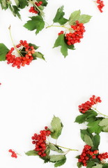 red viburnum berries twigs isolated pattern on white background. copy space. 
