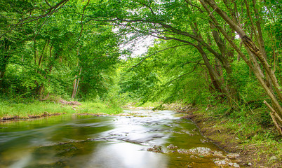 river in the green forest 