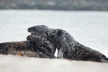 grey seal, halichoerus grypus, Helgoland, Dune island
