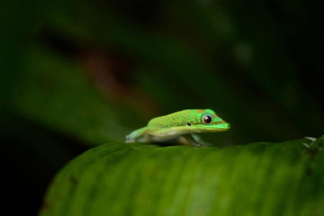 lizard on a leaf