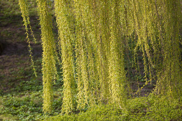 Branches of a weeping willow. Lots of green curly branches