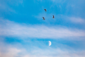 Three seagulls in the sky and a moon in Riga, Latvia