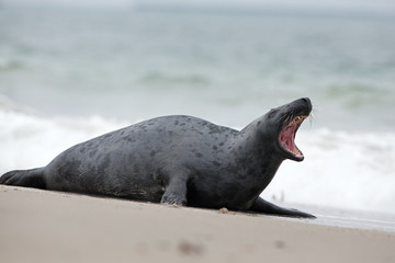 grey seal, halichoerus grypus, Helgoland, Dune island