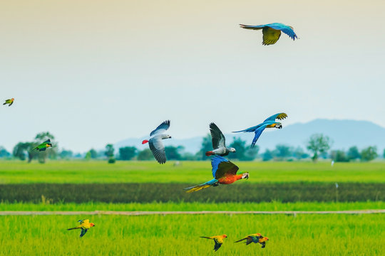 Colorful of the macaw parrot practice flying in the fields.