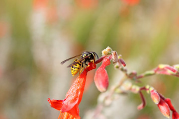 guèpe sur une fleur
