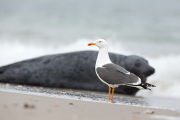 Fototapeta premium lesser black backed gull, larus fuscus, Helgoland, Dune island