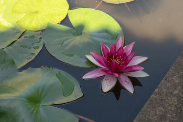 Wasser lilie im Teich © Tobias