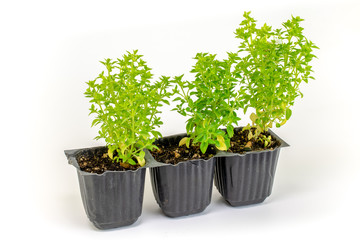Small basil seedling in plastic pots, isolated on white