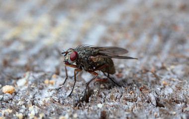 fly tachinidae in a native habitat