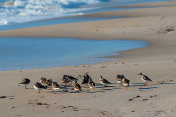 sandpipers on a beach