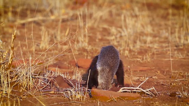 Honey badger looking for food in Kruger National park, South Africa ; Specie Mellivora capensis family of Mustelidae