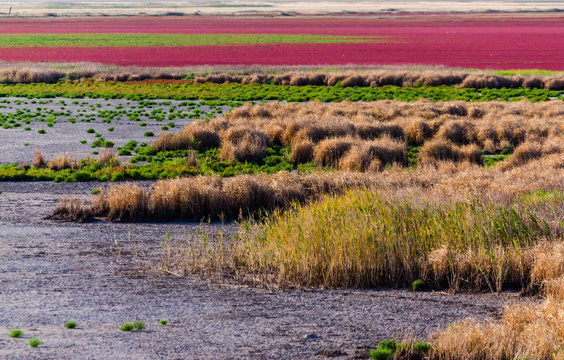 dried estuaries with bright plants on the plain