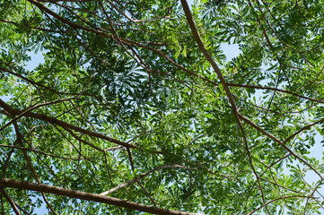 Fototapeta premium Under green leaves and brown branch of Samanea shadow and blue sky.