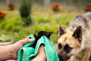 A big dog and a little kitten in male hands sniffing each other outdoor. selective focus
