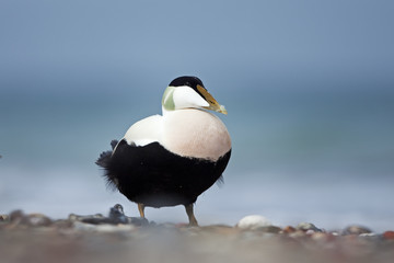 Fototapeta na wymiar common eider, somateria mollissima, cuddy's duck, Helgoland, Dune island