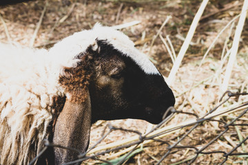 Alone sheep are waiting feeder in zoo, matte color dark tone.