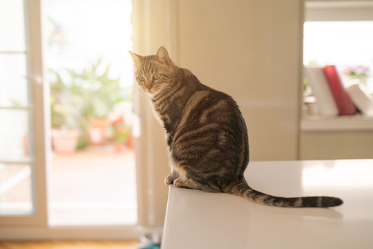 Beautiful short hair cat sitting on white table at home