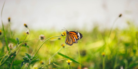 butterfly on a flower,Summer background Giving a warm feeling,free space