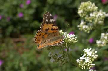 butterfly on flower