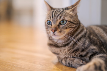 Beautiful short hair cat lying on the floor at home