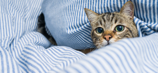 Beautiful short hair cat lying on the bed at home © Krakenimages.com