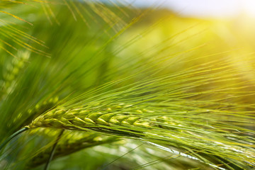 spikelets of green brewing barley in a field.