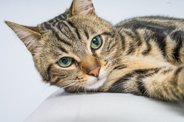 Beautiful short hair cat lying on the bed at home