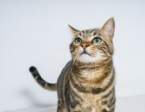 Beautiful short hair cat lying on the bed at home