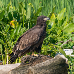 Perched Juvenile Bald Eagle on Stump with Green background
