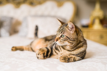 Beautiful short hair cat lying on the bed at home