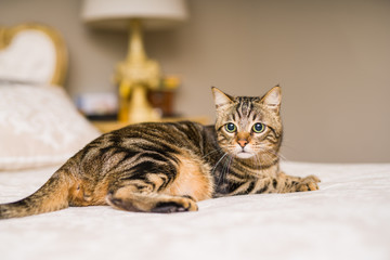 Beautiful short hair cat lying on the bed at home