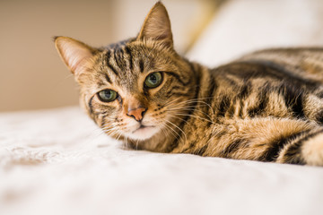Beautiful short hair cat lying on the bed at home