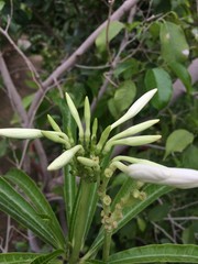 green plant in the garden
