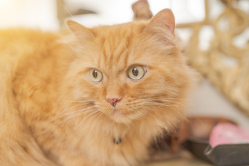 Beautiful ginger long hair cat sitting on table at home