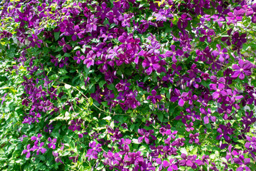 Blooming violet clematis climbing plant flowers close-up.