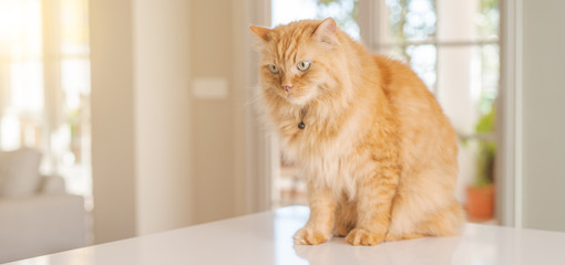 Beautiful ginger long hair cat lying on kitchen table on a sunny day at home