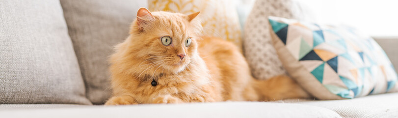 Beautiful ginger long hair cat lying on the sofa on a sunny day at home