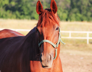 In nature beautiful red horse portrait, looking right