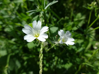 white chickweed - a simple but nice nice field flower