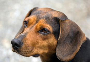 Beautiful portrait of a black dog with big ears