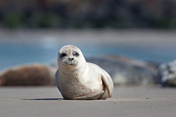 harbor seal,harbour seal, phoca vitulina,  common seal © prochym