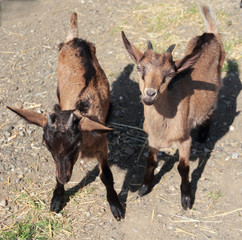 View of two young goats in nature