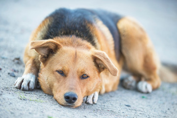 Street dog with empty eyes close up. Outbred dog