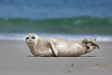 harbor seal,harbour seal, phoca vitulina,  common seal